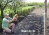 Angry birds