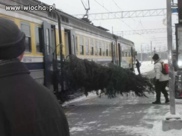Wybrał się po choinkę...