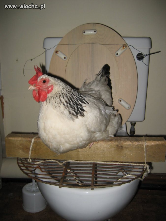WC  CHICKEN