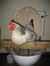 WC  CHICKEN
