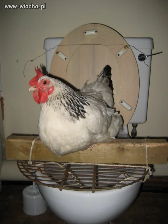 WC  CHICKEN