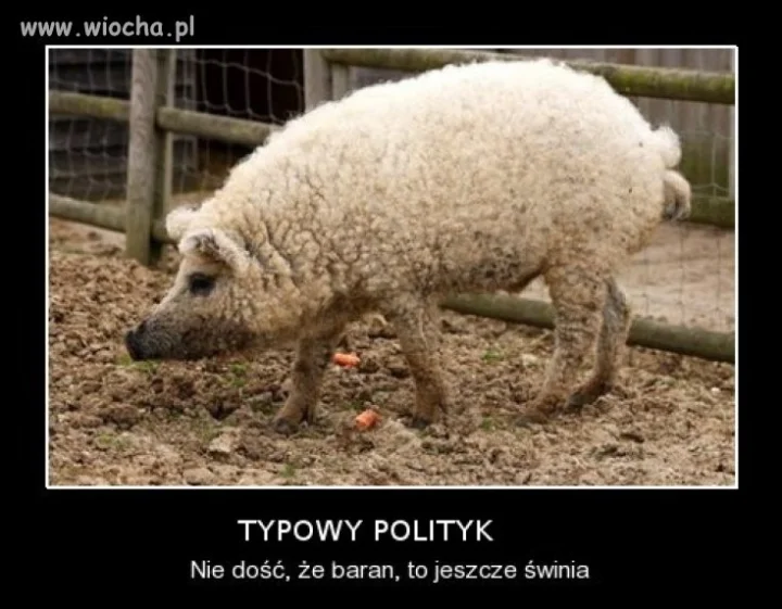 Typowy polityk