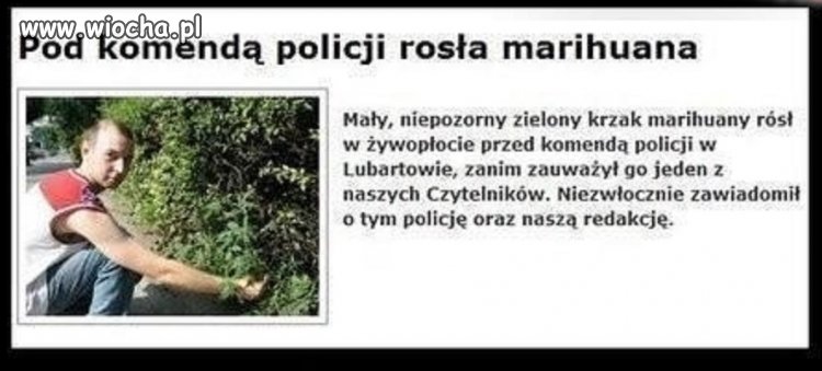 Co za aspołeczny krzak. 