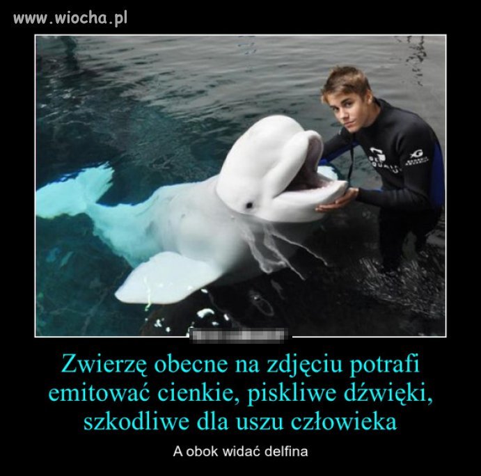 Zwierze obecne na zdjęciu...