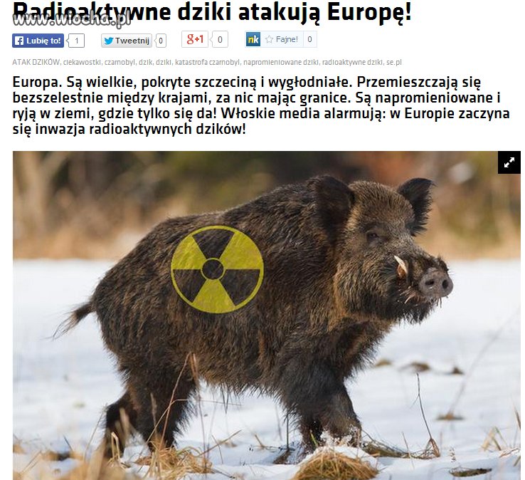 Napromieniowane dziki w natarciu