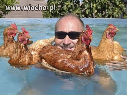 Pływający z kurami