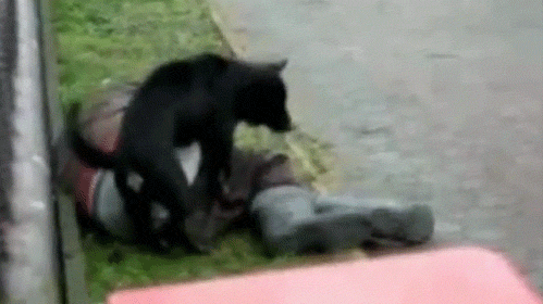 Pies ci mordę lizał 