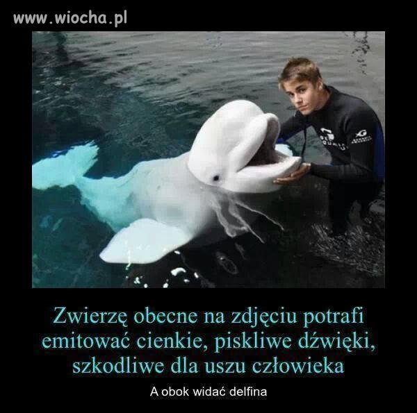 Dziwne zwierzę i ...