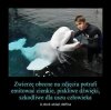 Dziwne zwierzę i ...