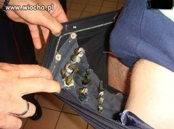 Tak koleś przemycał żywe egzotyczne ptaki