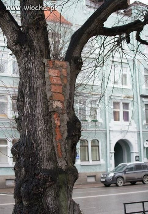 Skoro podobno są pancerne drzewa