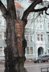 Skoro podobno są pancerne drzewa