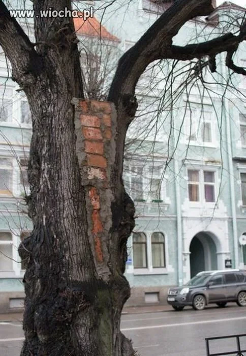 Skoro podobno są pancerne drzewa