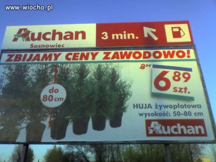 Co można kupić w Auchan Sosnowiec ??