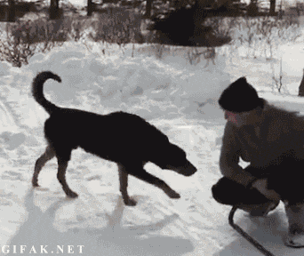 Piesek...