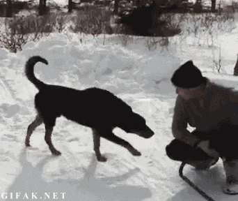 Piesek...
