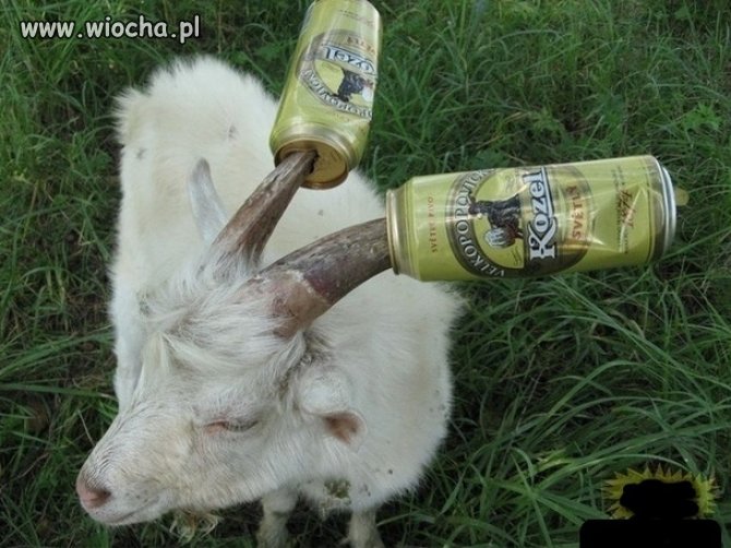 Coś dla ciapatych...
