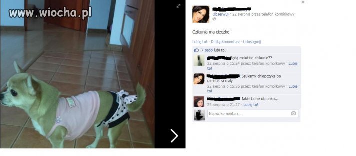 ''Czikunia ma cieczke''