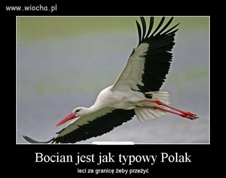 Bocian jest jak Polak