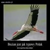 Bocian jest jak Polak