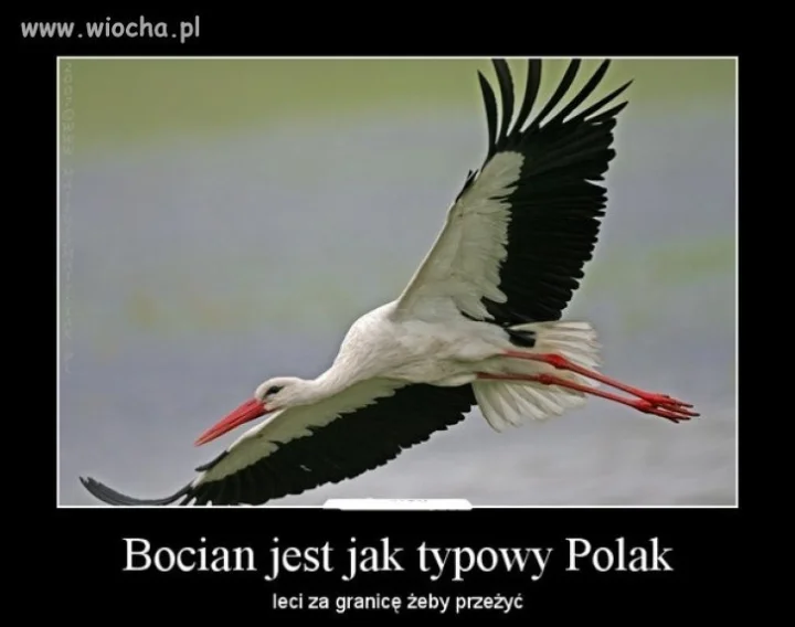 Bocian jest jak Polak