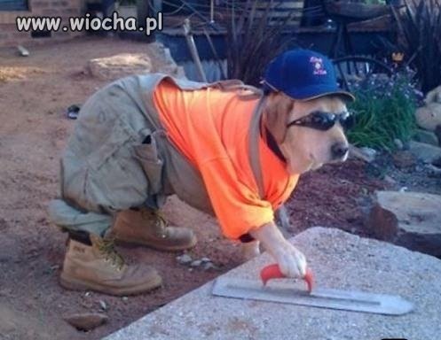 Majster podaj cegłę 