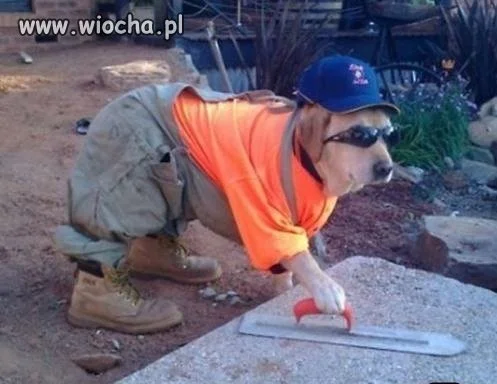 Majster podaj cegłę 