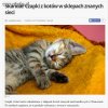 W przyszłym tygodniu buty z białej skóry człowieka