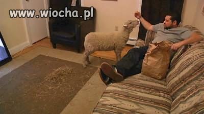 Gra wstępna?