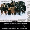 życzenie naszym rozkazem.