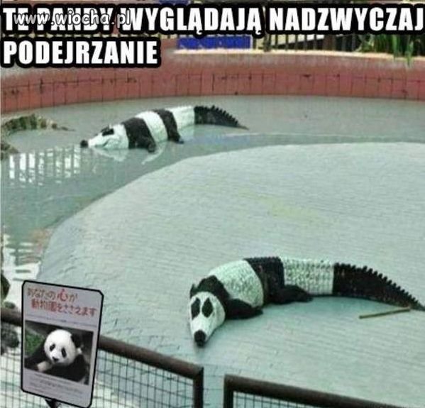 Podejrzanie wyglądające pandy