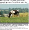 Adam nie wstydź się