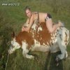 Takie tam na krowie 
