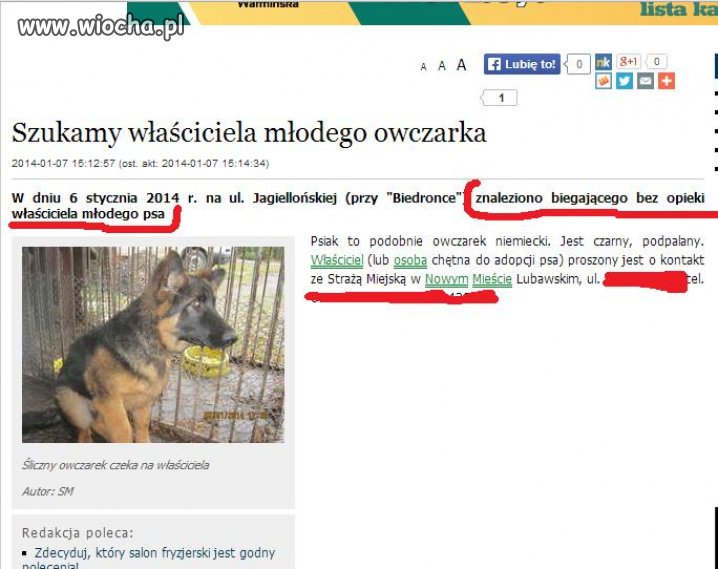 Znaleziono biegającego bez opieki właściciela 
