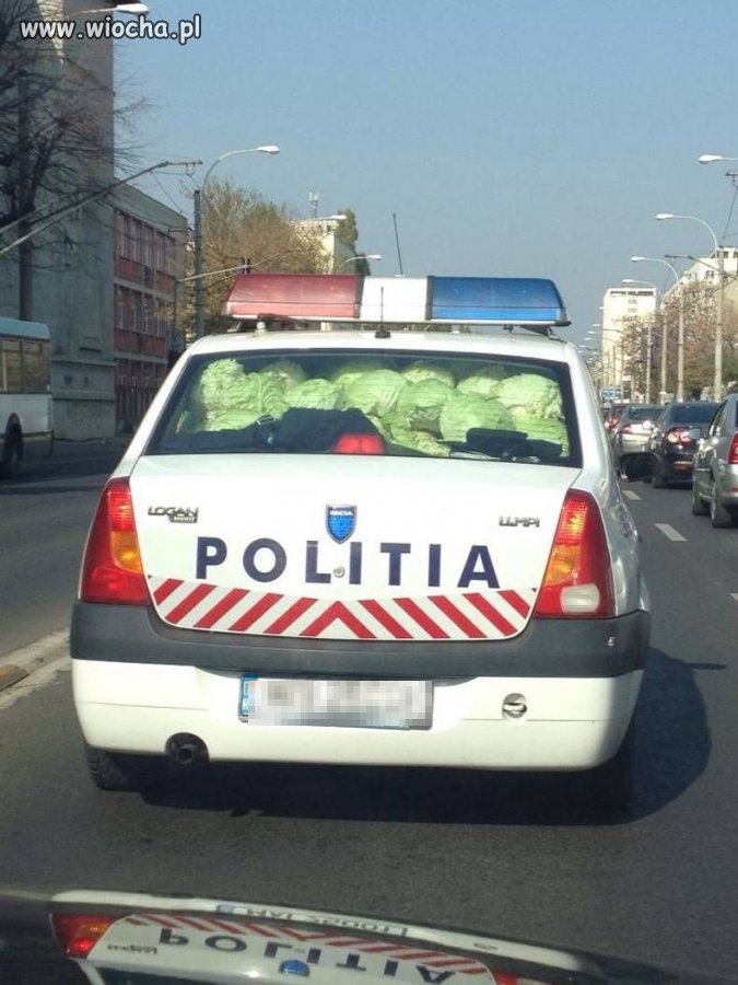 Kapusta