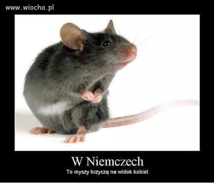 W Niemczech   
