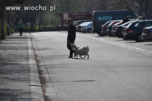 Jeśli wpuścimy ciapatych do nas