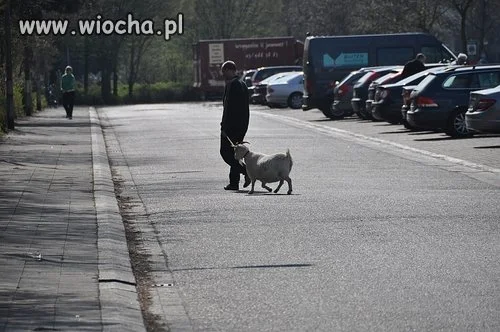 Jeśli wpuścimy ciapatych do nas