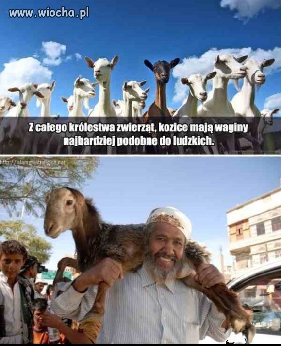 MUSLIMY kochają biedne kózki