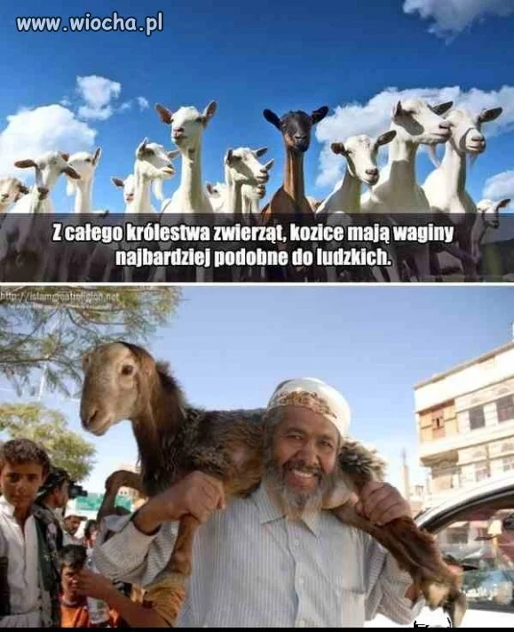 MUSLIMY kochają biedne kózki