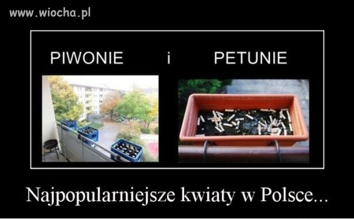 Najpopularniejsze kwiaty w Polsce