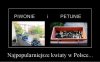 Najpopularniejsze kwiaty w Polsce