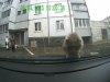 A ja narzekałem na ptaki...