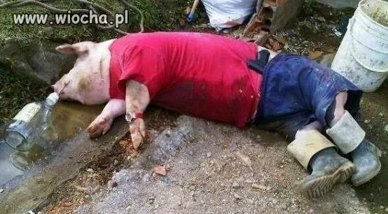 Naje** się jak świnia