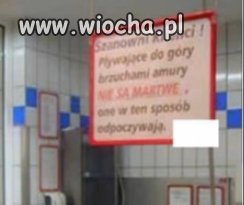 Amury nie są martwe