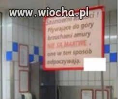 Amury nie są martwe