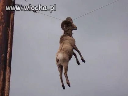 Bez komentarza