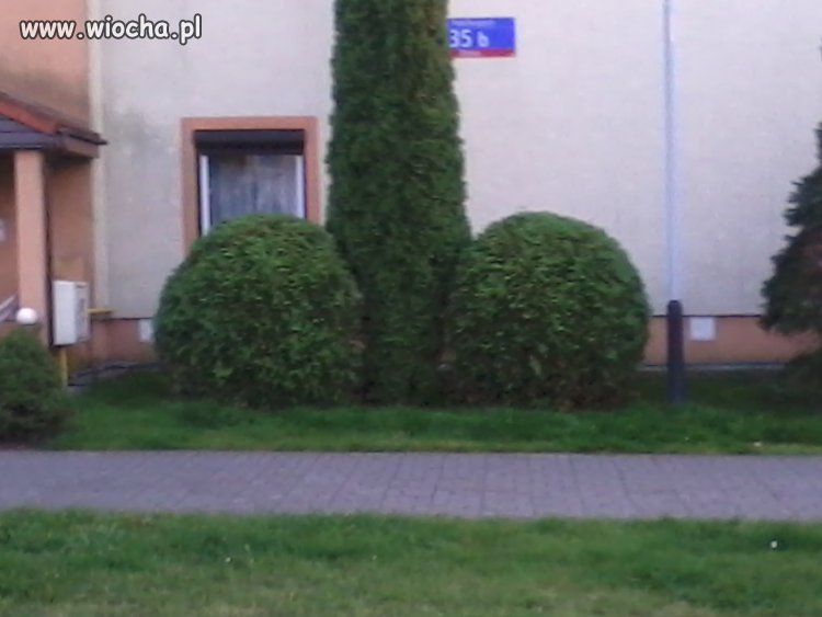Krzaczek