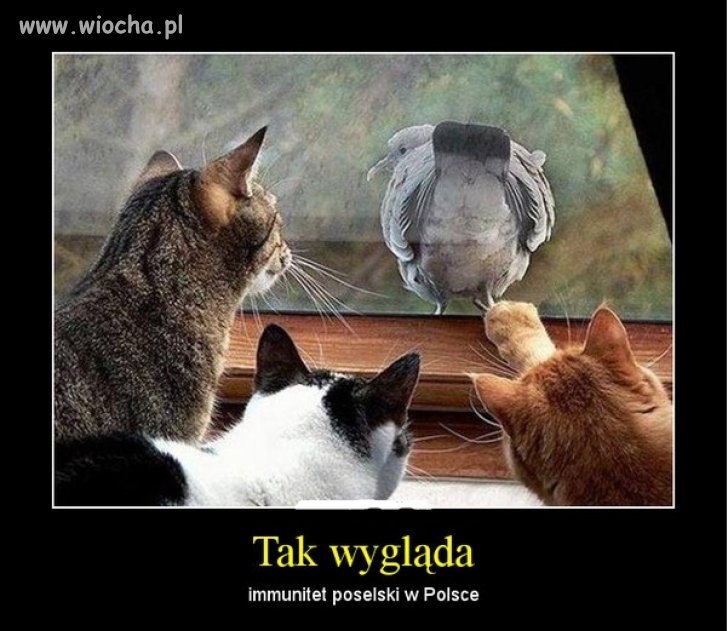 Tak wygląda immunitet poselski