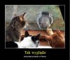 Tak wygląda immunitet poselski